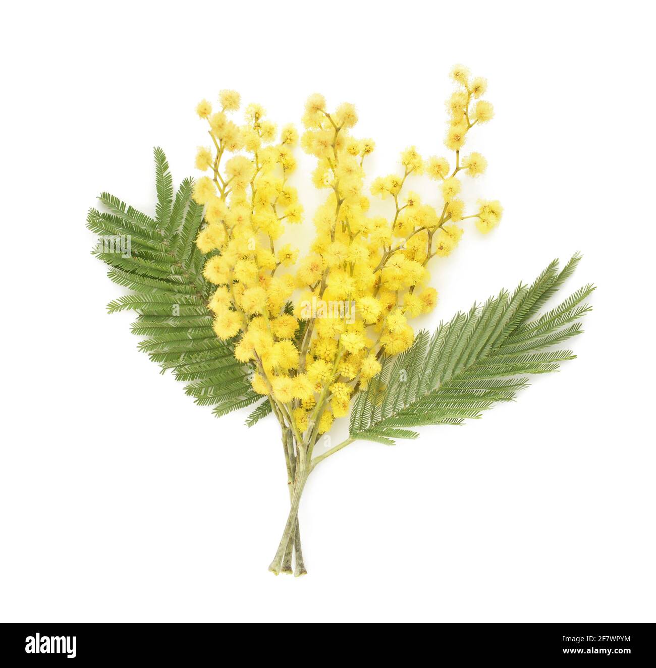 Bella fioritura mimosa rami su sfondo bianco Foto Stock