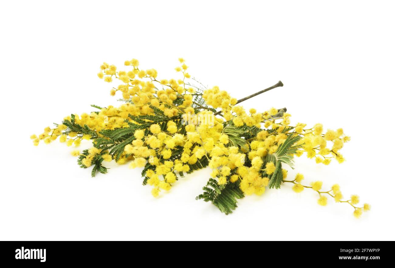 Bella fioritura mimosa rami su sfondo bianco Foto Stock