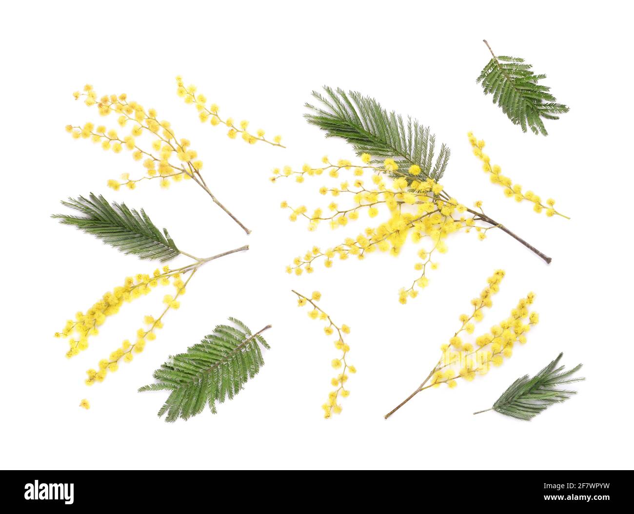 Bella mimosa fiori su sfondo bianco Foto Stock