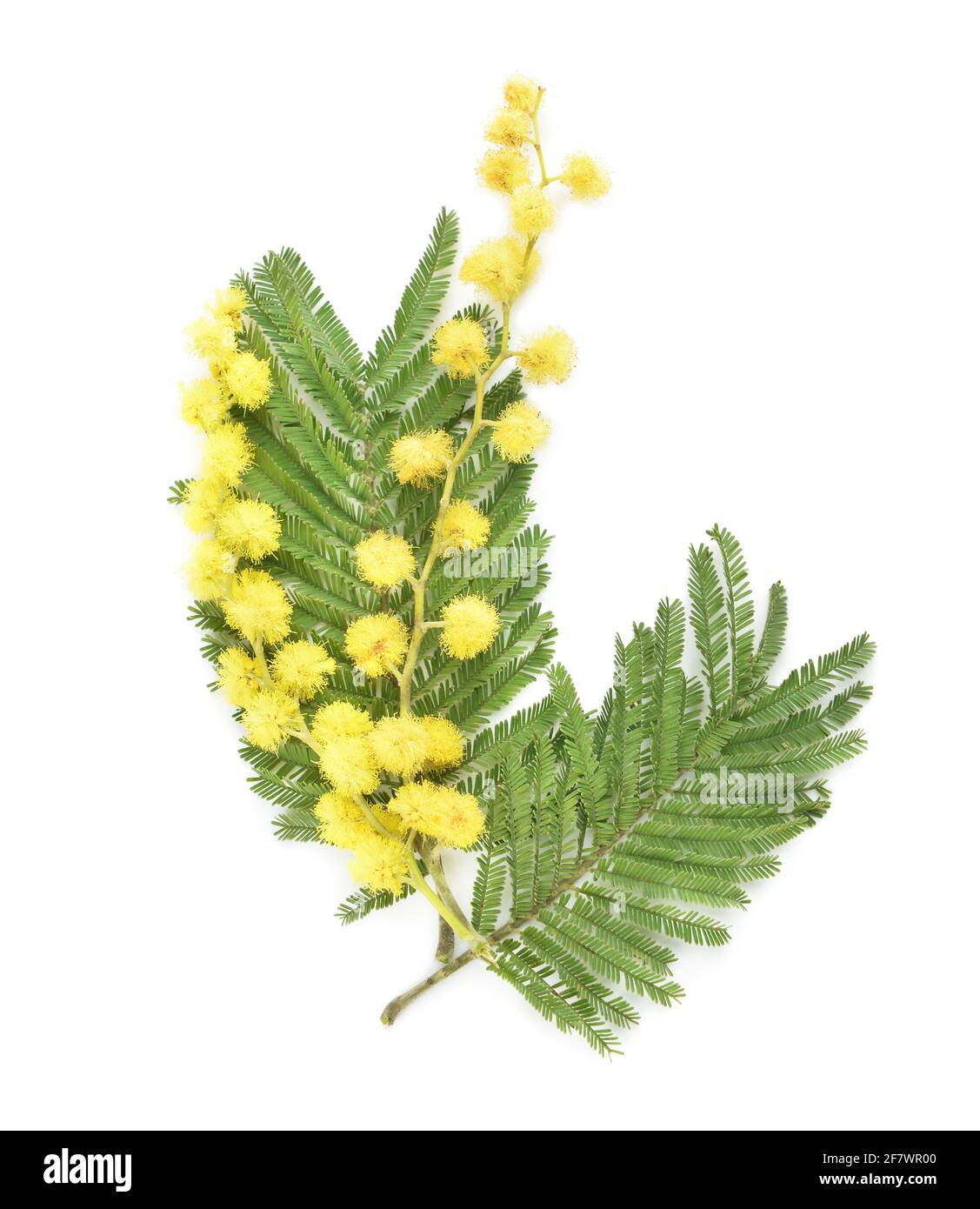 Bella mimosa fiori su sfondo bianco Foto Stock