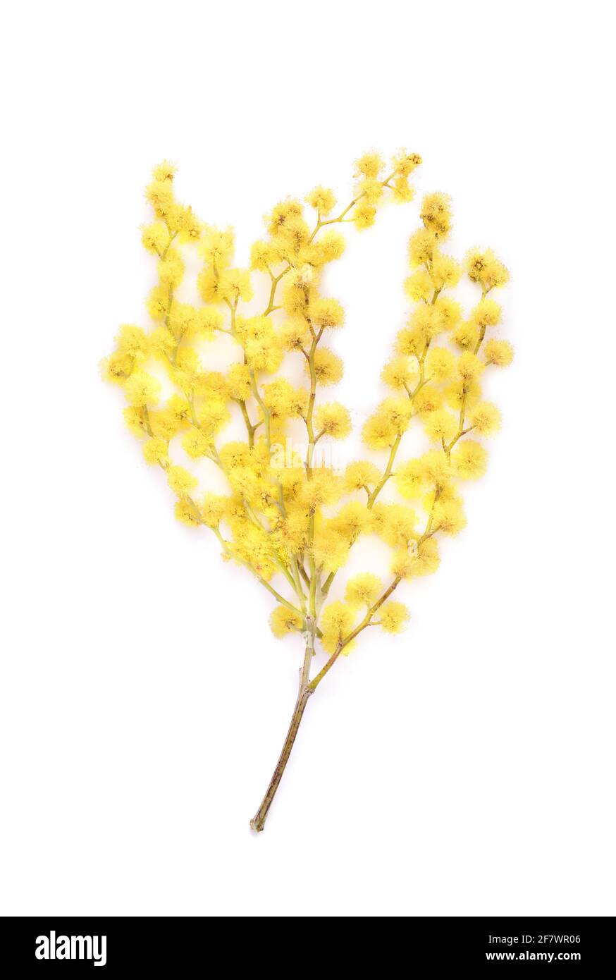 Bella mimosa fiori su sfondo bianco Foto Stock