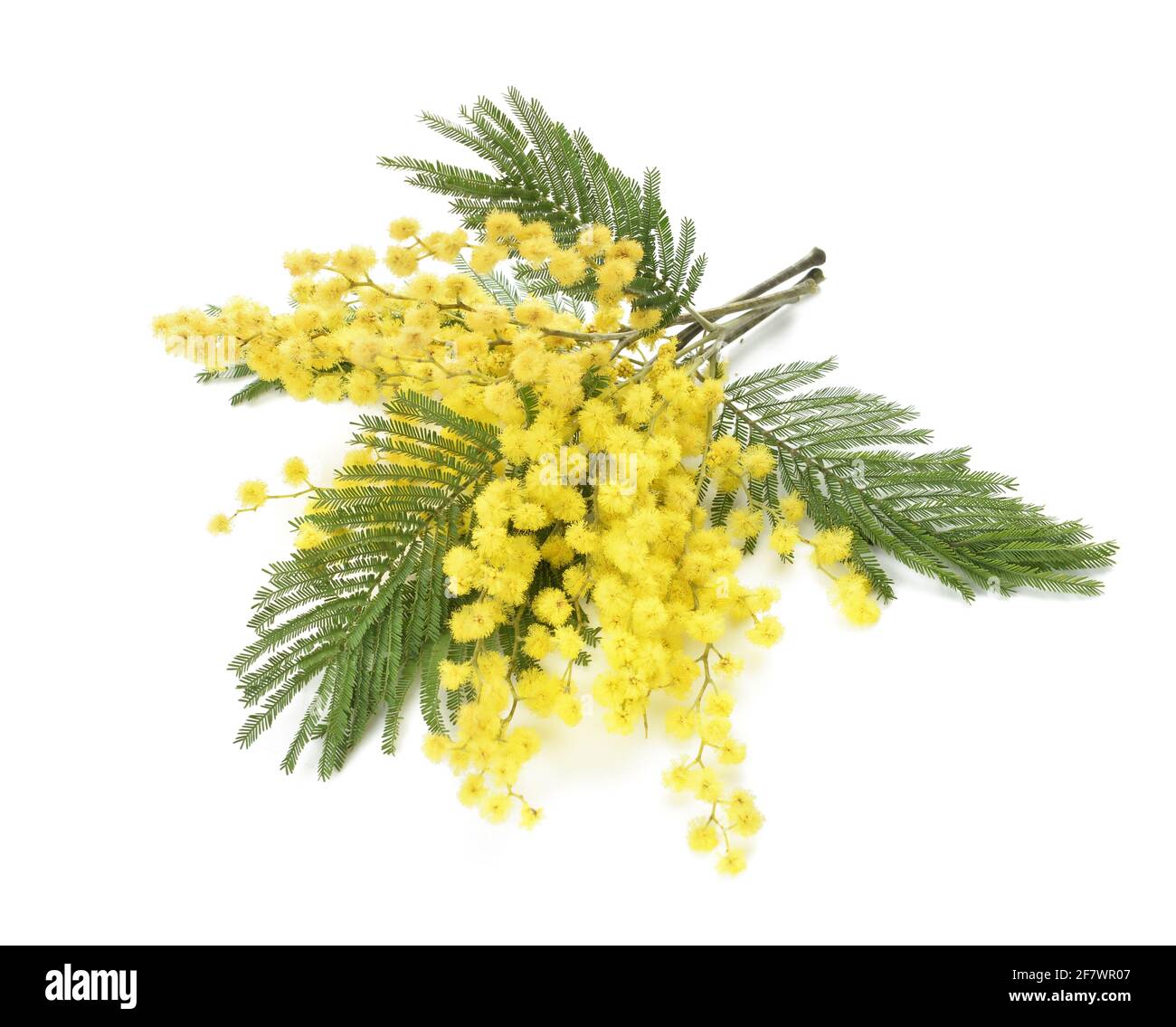 Bella fioritura mimosa rami su sfondo bianco Foto Stock