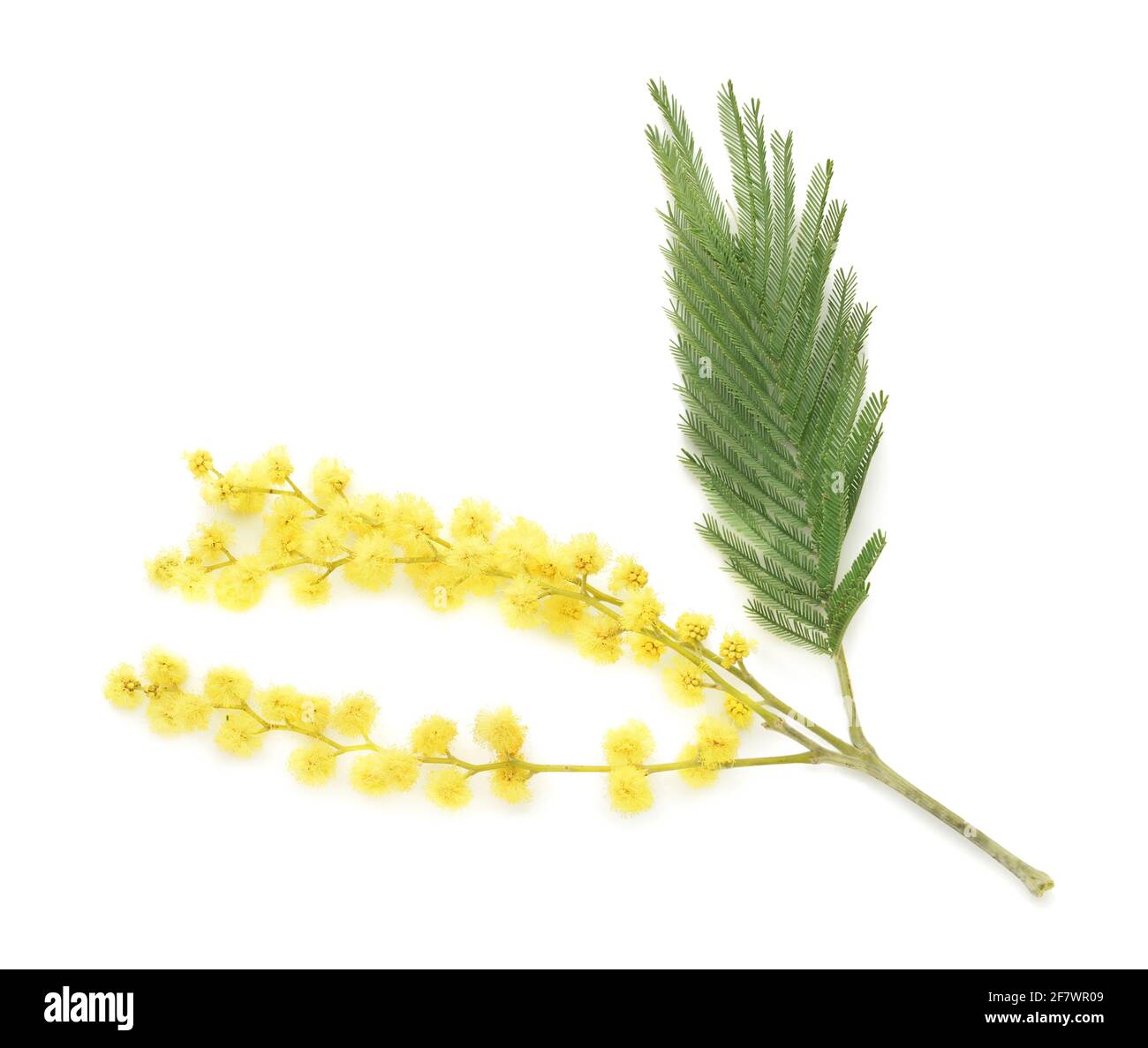 Bel ramo mimosa in fiore su sfondo bianco Foto Stock