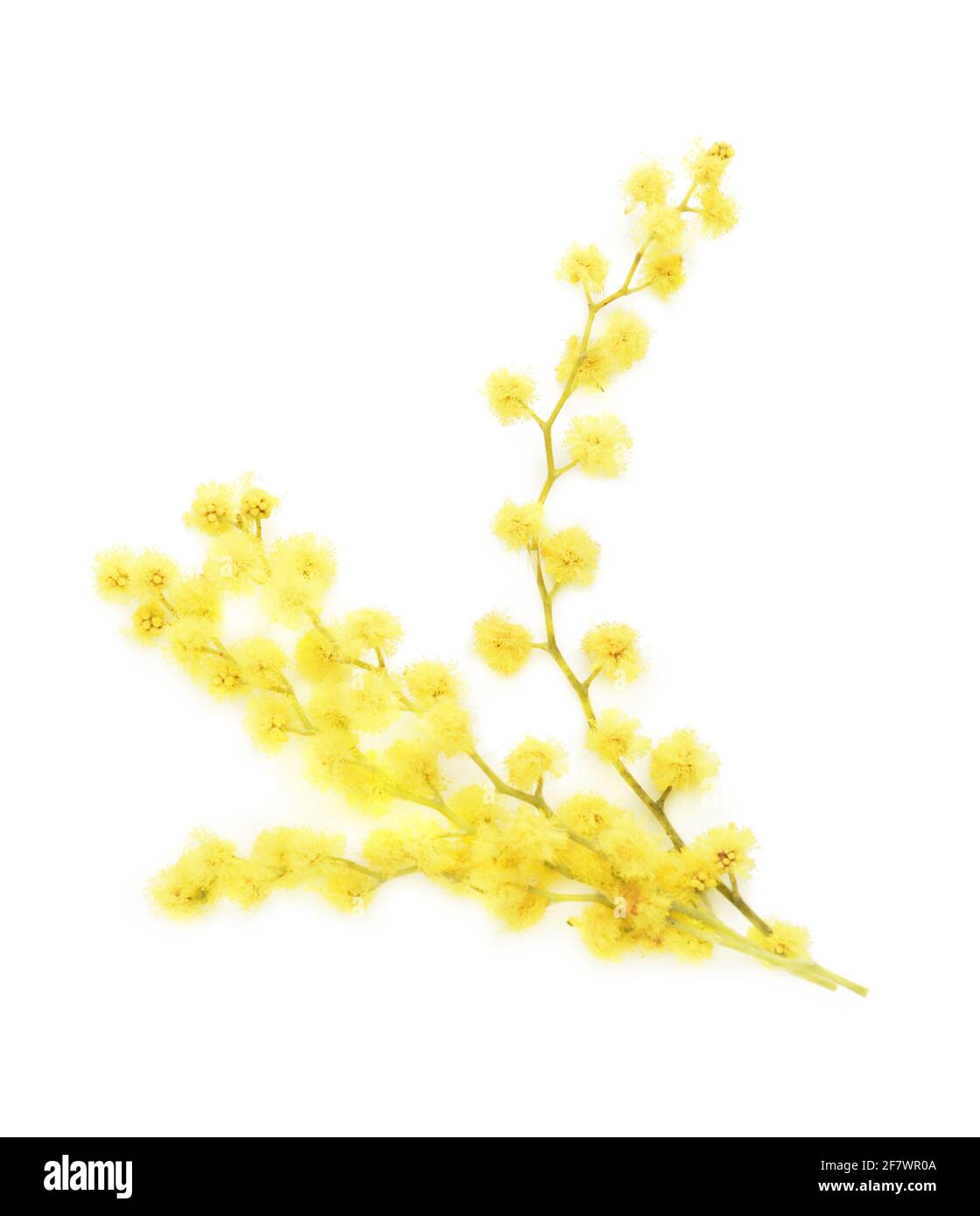 Bella mimosa fiori su sfondo bianco Foto Stock