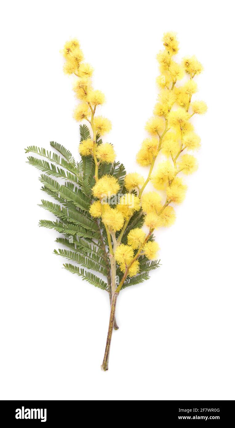 Bella mimosa fiori su sfondo bianco Foto Stock