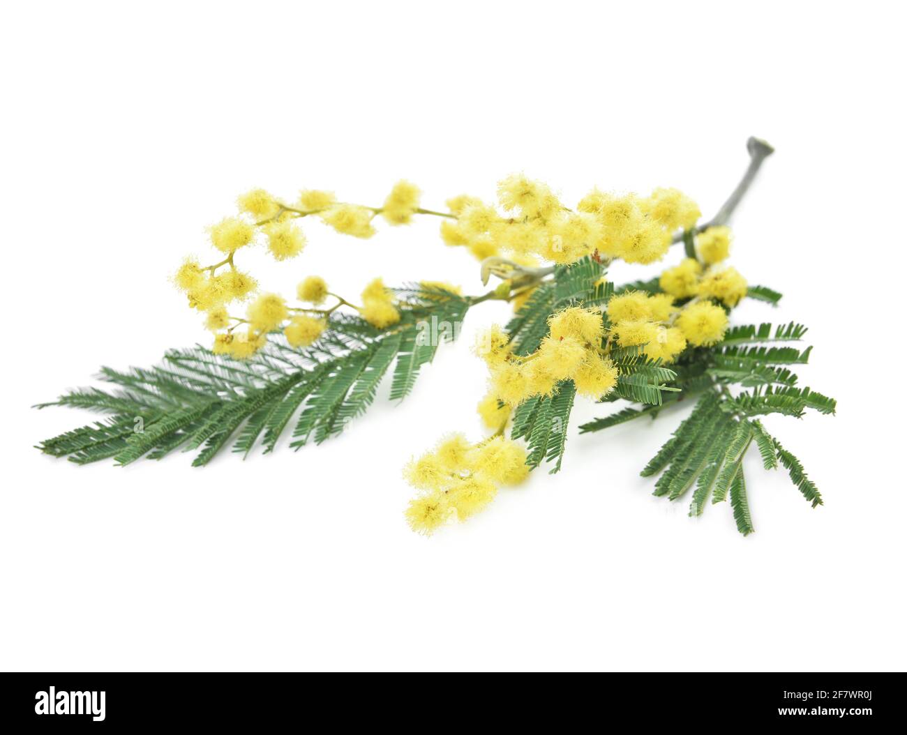 Bel ramo mimosa in fiore su sfondo bianco Foto Stock