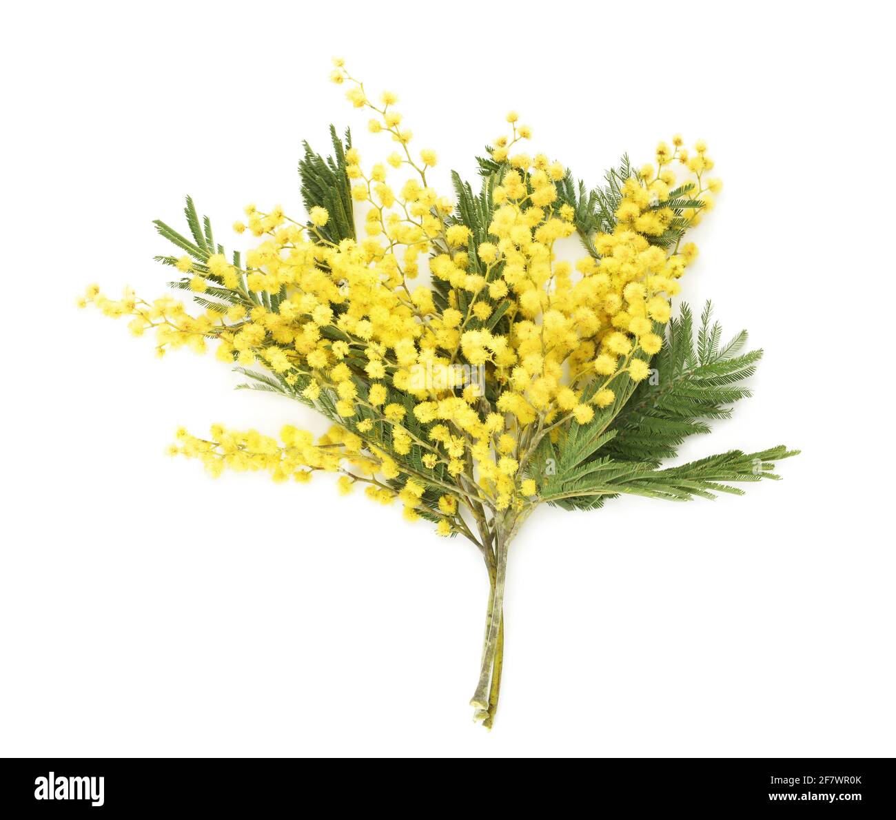 Bella fioritura mimosa rami su sfondo bianco Foto Stock