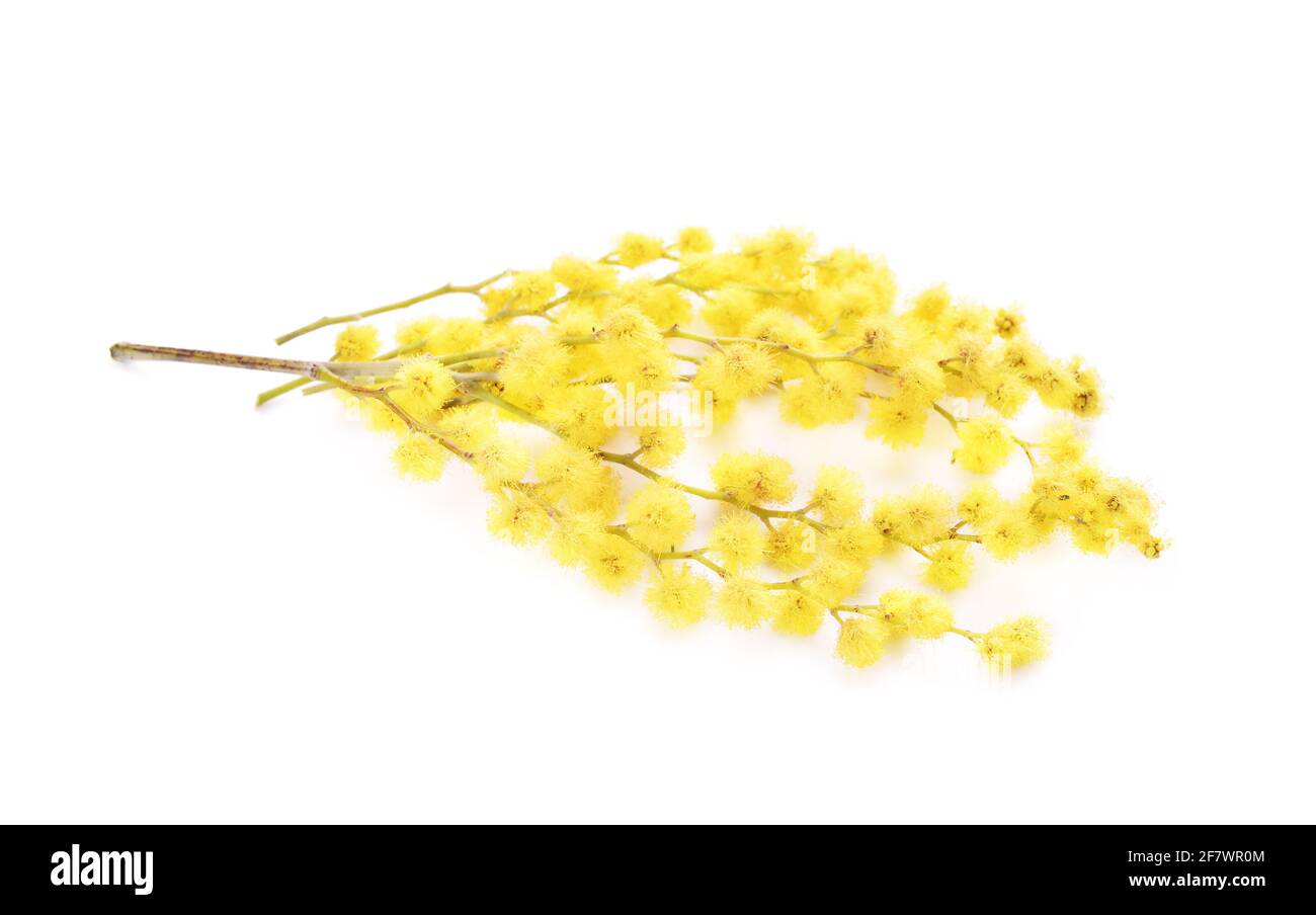 Bella mimosa fiori su sfondo bianco Foto Stock