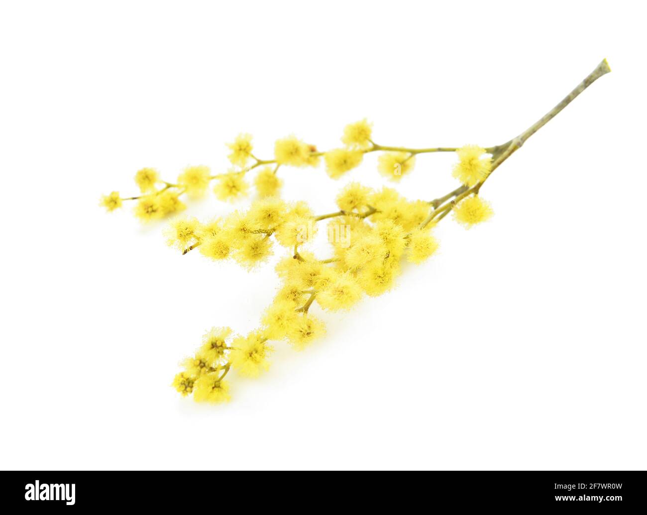 Bella mimosa fiori su sfondo bianco Foto Stock