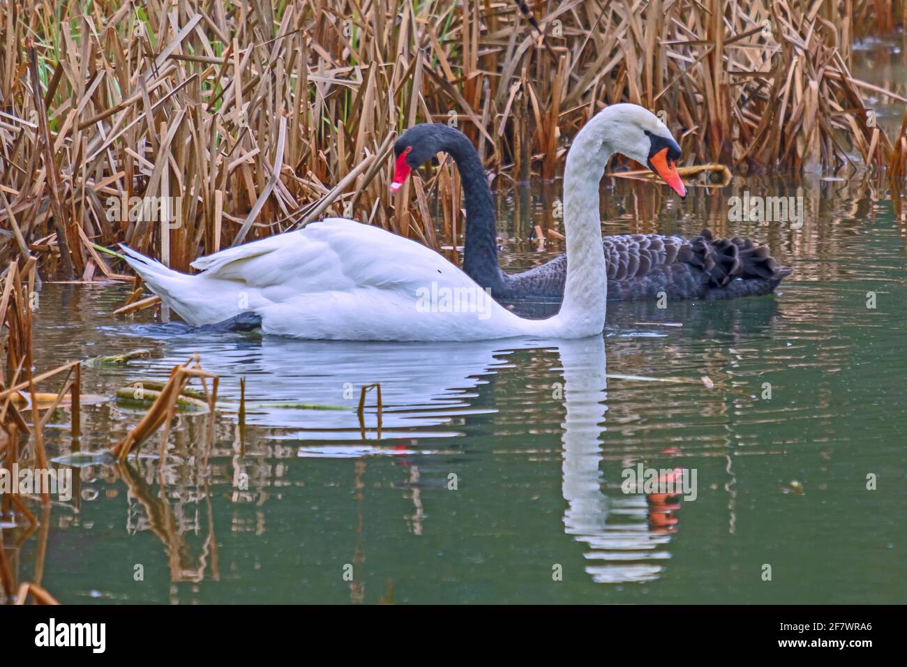 I cigni bianchi e neri si godono a vicenda mentre nuotano su un lago di campagna inglese. Woburn, Inghilterra. Foto Stock