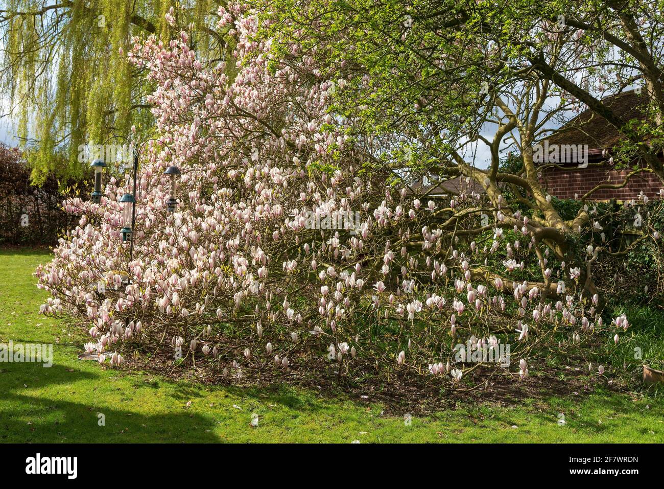 Magnolia grandiflora in piena fioritura primaverile. Foto Stock
