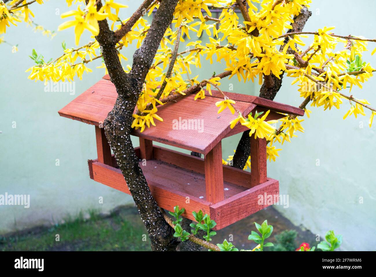 Giardino da tavola in legno alimentatore per uccelli collocato nei rami Forsythia x intermedia Yellow Blossoms pulito alimentatore per uccelli dopo l'inverno Foto Stock