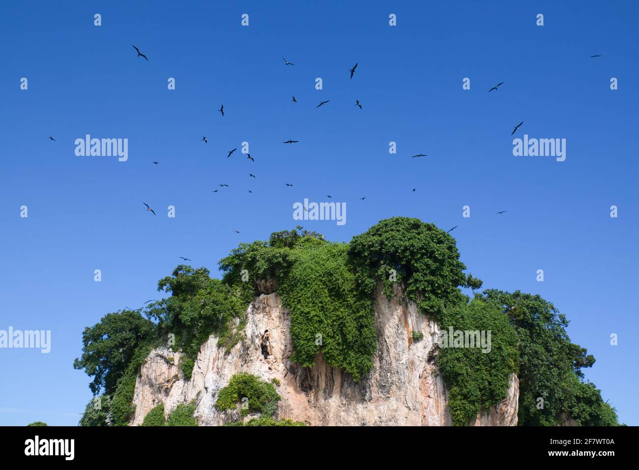 Famosa Isola degli Uccelli sotto il cielo blu chiaro, Los Haitises National Park, Repubblica Dominicana Foto Stock