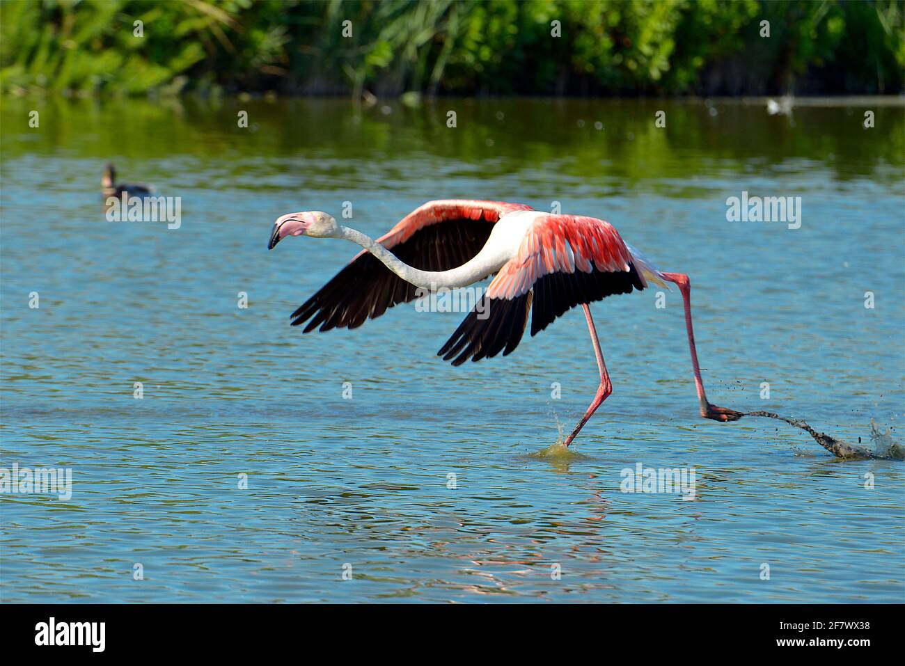 Flamingo in corso d'acqua (Fenicotterus ruber) prima di volare via, nella Camargue è una regione naturale situata a sud di Arles, Francia Foto Stock