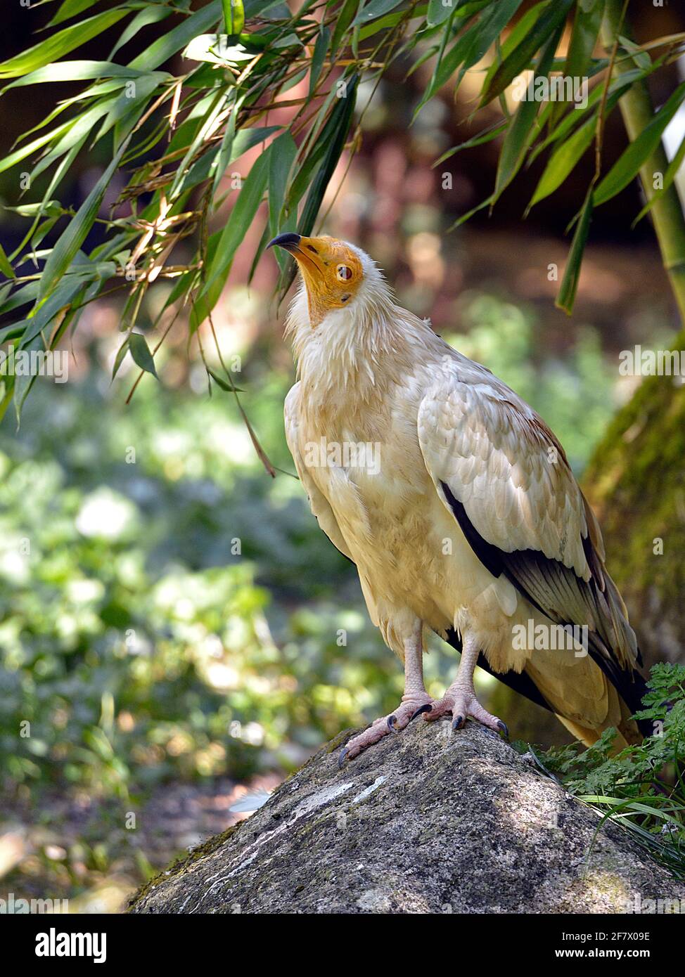 Avvoltoio egiziano (Neophron percnopterus), chiamato anche la vendetta bianca del tesoro o pollo del faraone sulla roccia tra la vegetazione Foto Stock