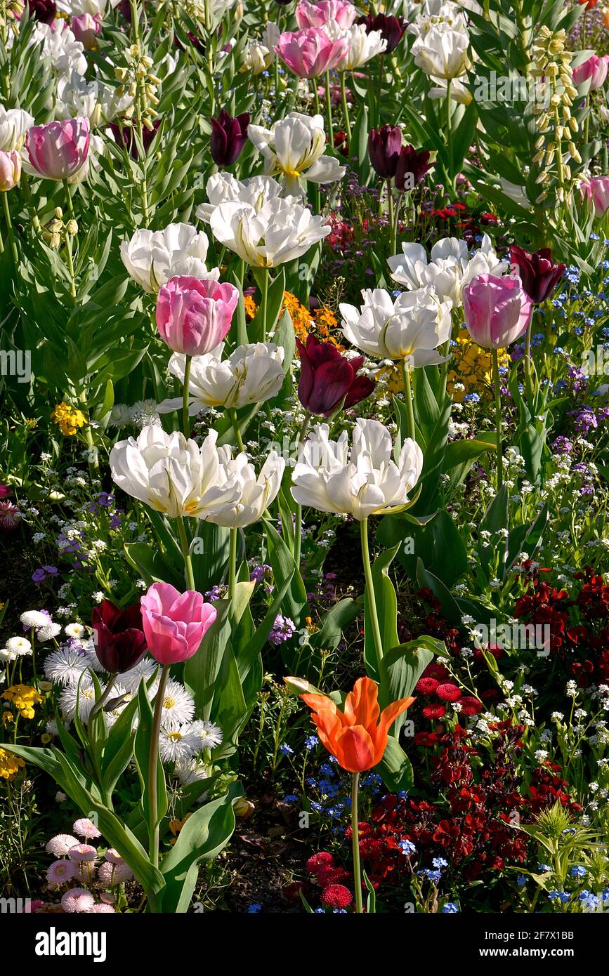 Letto di fiori con tulipani bianchi e rosa Foto Stock