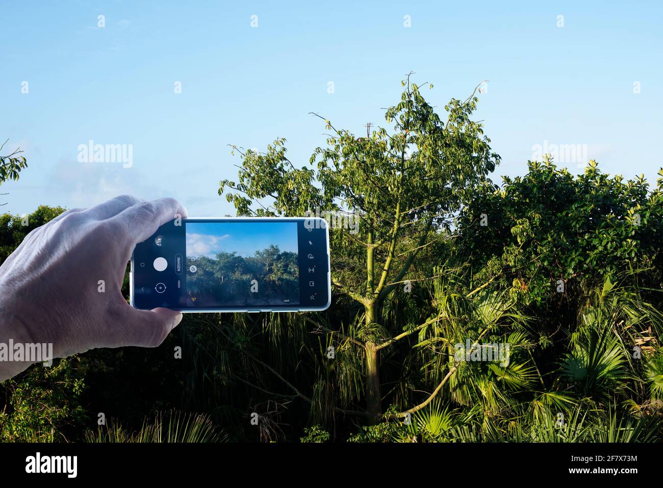 Primo piano della mano di un uomo caucasico che scatta una foto orizzontale con uno smartphone. Vegetazione tropicale nei Caraibi. Concetto di viaggio e tecnologia Foto Stock
