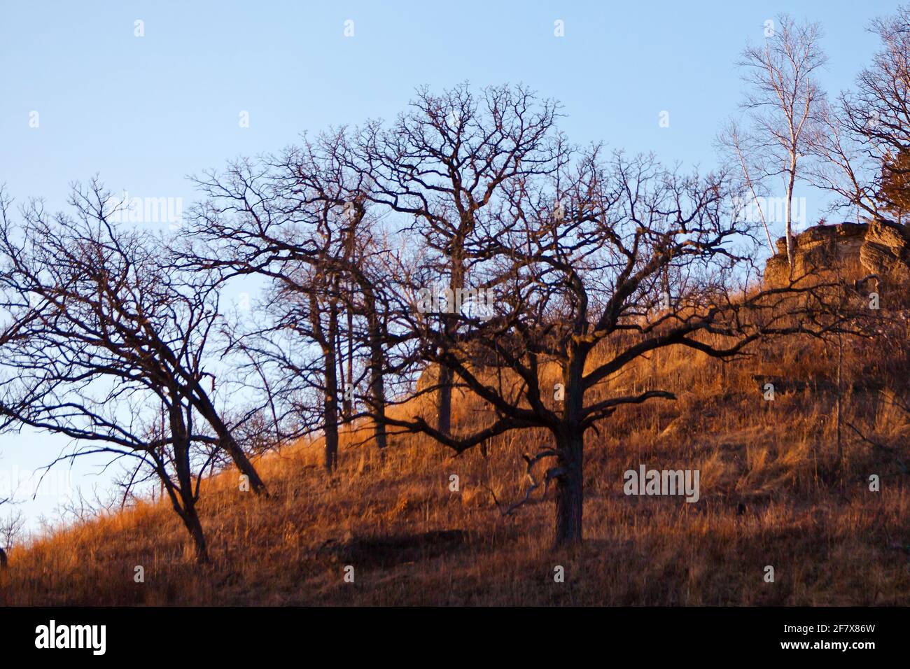 7 gennaio 2012 le erbe secche che coprono le pendici di questa savana di quercia catturano la luce del sole che tramonta in questo freddo giorno d'inverno. Foto Stock