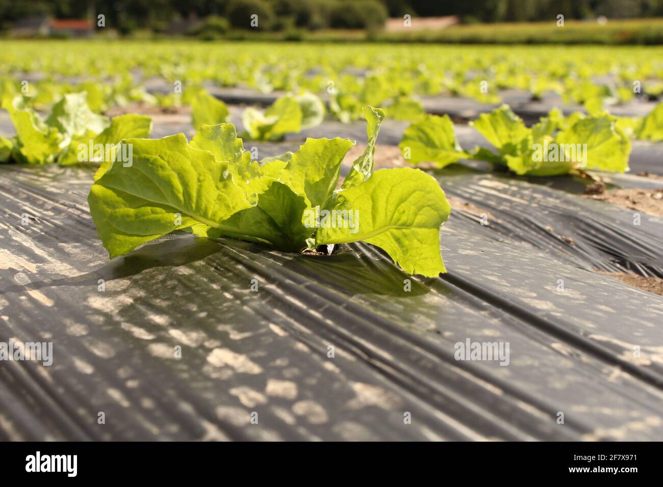 una pianta di lattuga verde sta crescendo in un campo con plastica in un'azienda francese di ortaggi in francia Foto Stock
