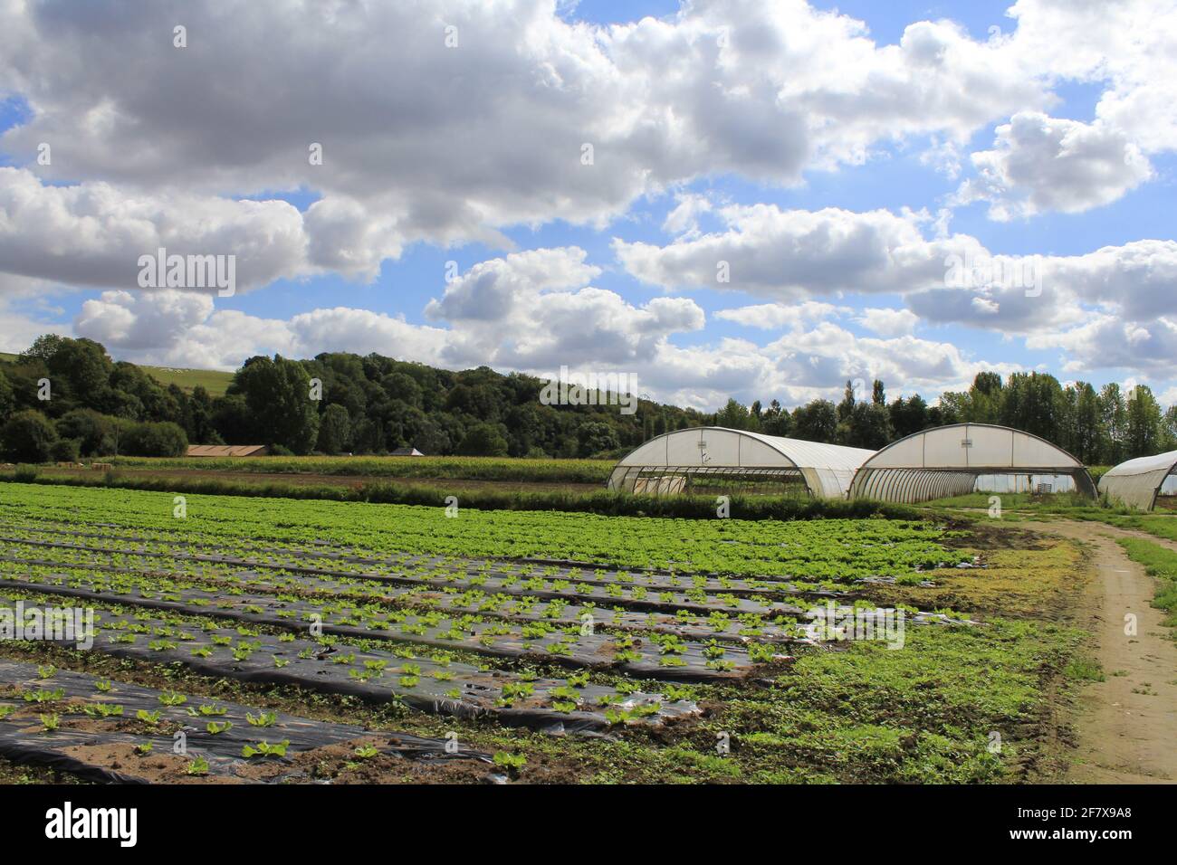 un grande orto con piante di lattuga e serre in la campagna francese in vittefleur in estate Foto Stock