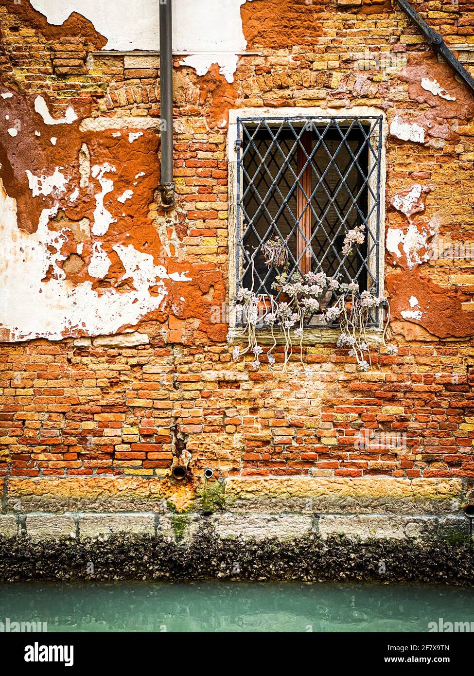 Pianta ad una finestra su una casa anteriore in rosso Mattoni a Venezia Foto Stock