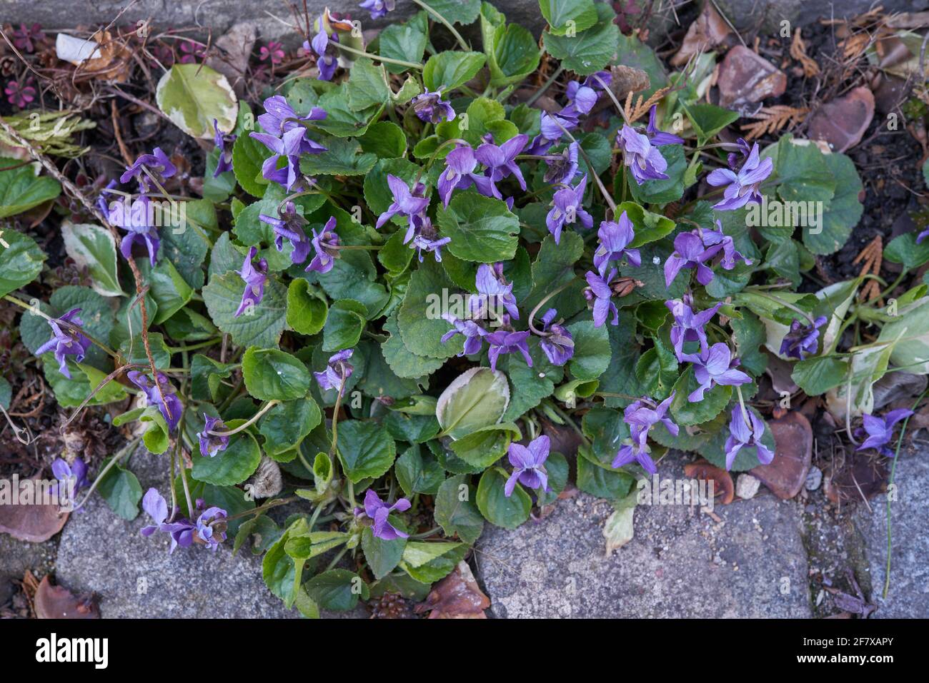 Viola odorata fiorente in grappolo di legno violetto,[1] viola dolce,[2] inglese violetto,[2] violetto comune,[2] violetto del fiorista,[2] o viola del giardino Foto Stock