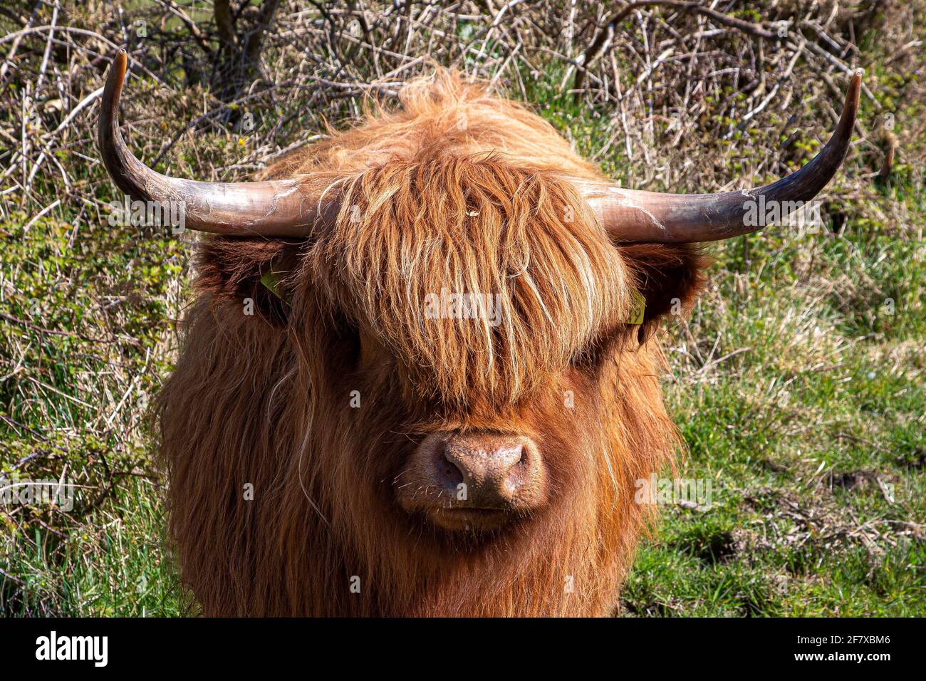 Highland Cows, County Kerry, Irlanda Foto Stock