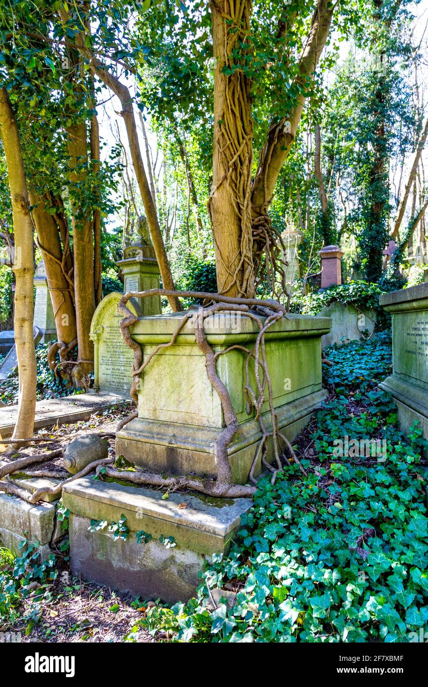 La tomba del petto è sopravfatta e ricoperta di spesse radici di alberi all'Highgate Cemetery West, Londra, Regno Unito Foto Stock