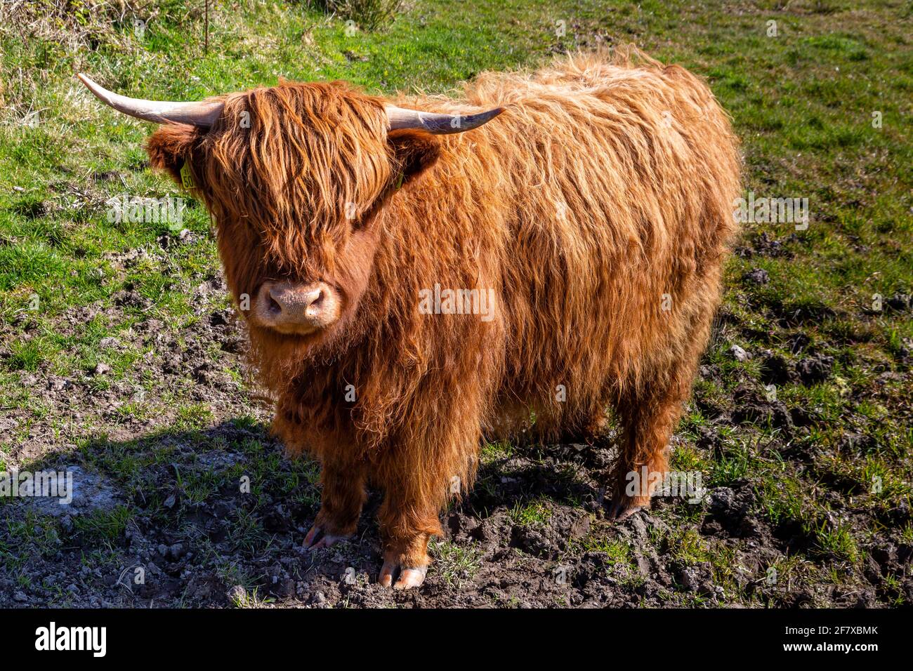 Highland Cows, County Kerry, Irlanda Foto Stock