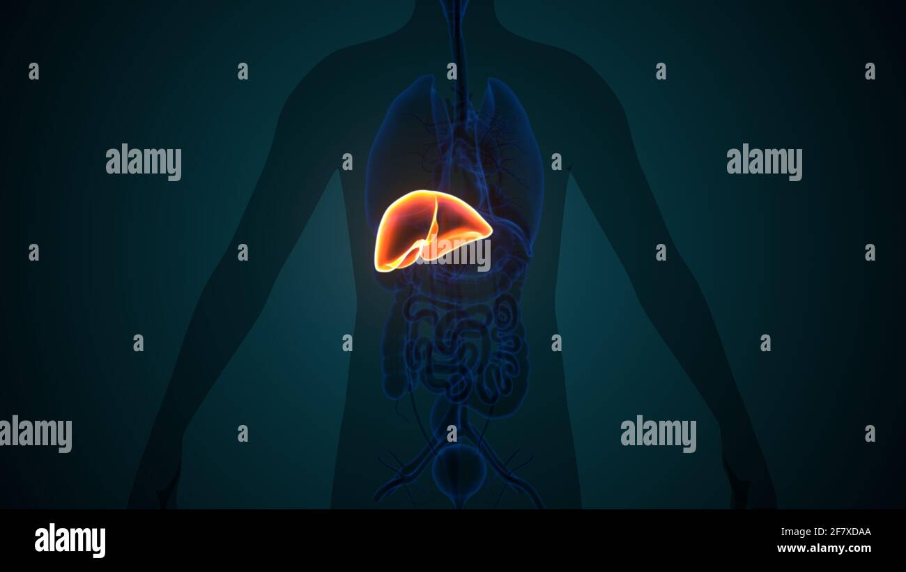 Illustrazione 3D del fegato Anatomia del sistema digestivo umano Foto Stock