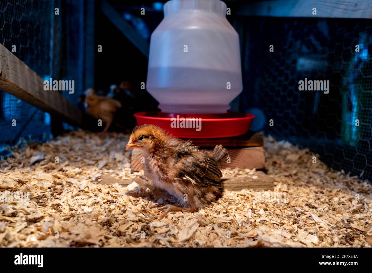 Polli di brodera utilizzati per prendersi cura di piccoli pulcini in un  gabbia con lampada termica per il calore Foto stock - Alamy
