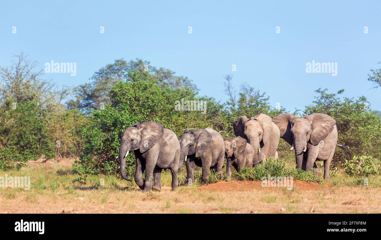 Piccolo gruppo di elefanti bush africani che camminano in savana nel Parco Nazionale Kruger, Sud Africa ; specie famiglia Loxodonta africana di Elefantidae Foto Stock