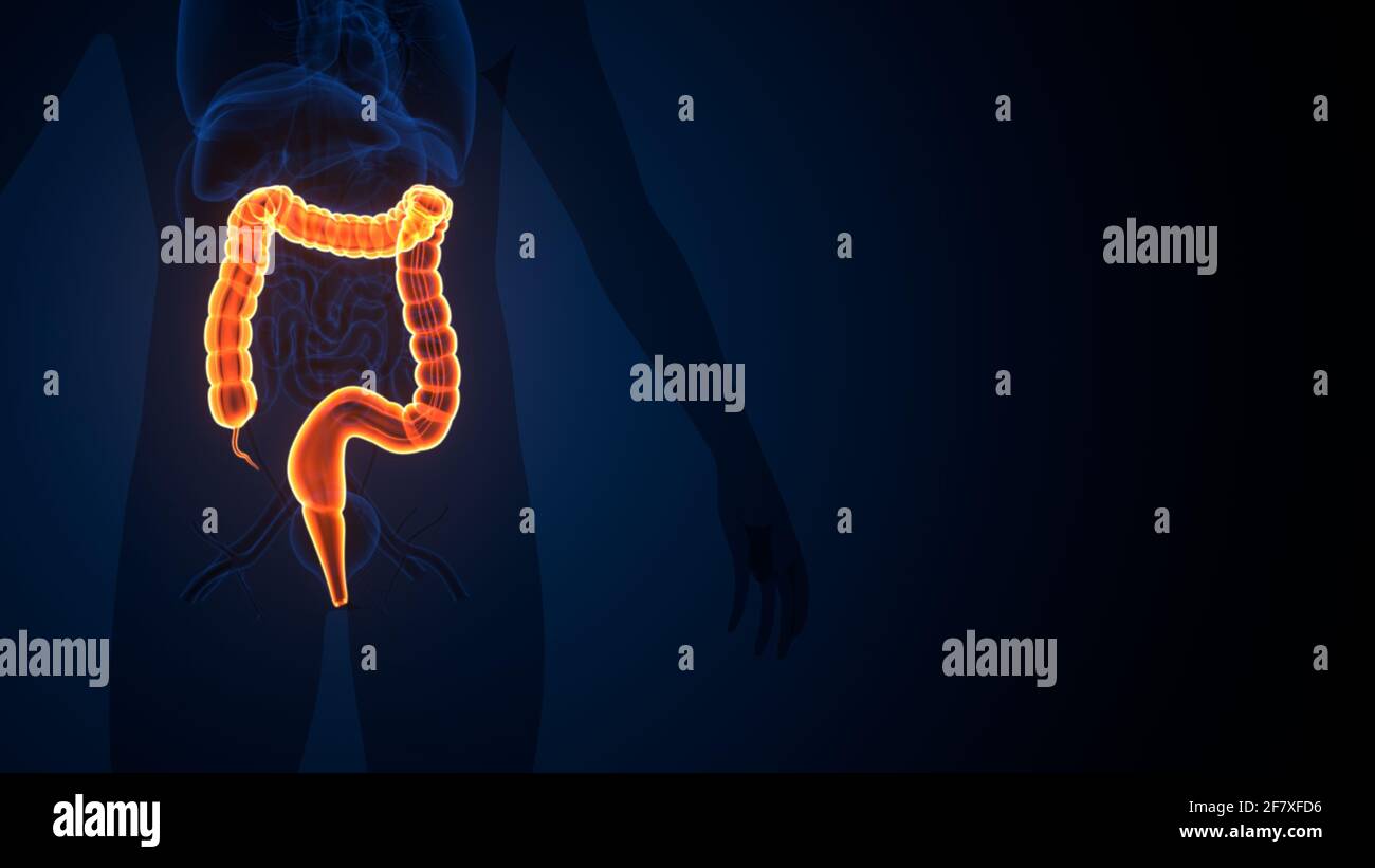 Intestino crasso Illustrazione 3D sistema digestivo umano Anatomia Foto Stock