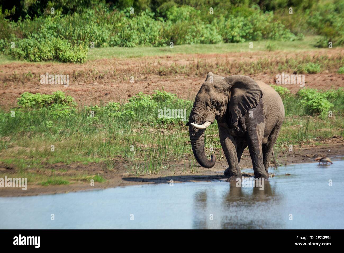 Elefante afoso africano bush che beve in un lago nel Parco Nazionale Kruger, Sudafrica ; specie Loxodonta africana famiglia di Elefantidi Foto Stock