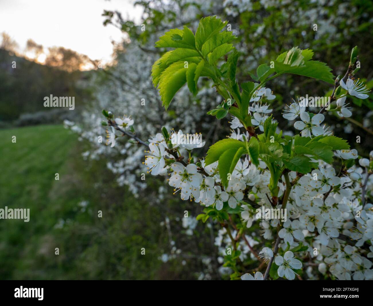 Fioritura della spina nera sul bordo del prato primaverile. Foto Stock