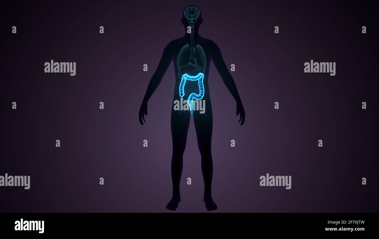 Intestino crasso Illustrazione 3D sistema digestivo umano Anatomia Foto Stock