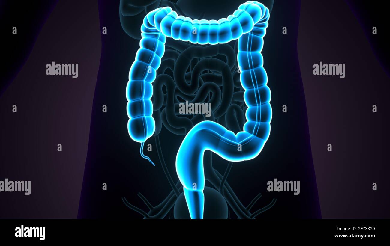 Intestino crasso Illustrazione 3D sistema digestivo umano Anatomia Foto Stock