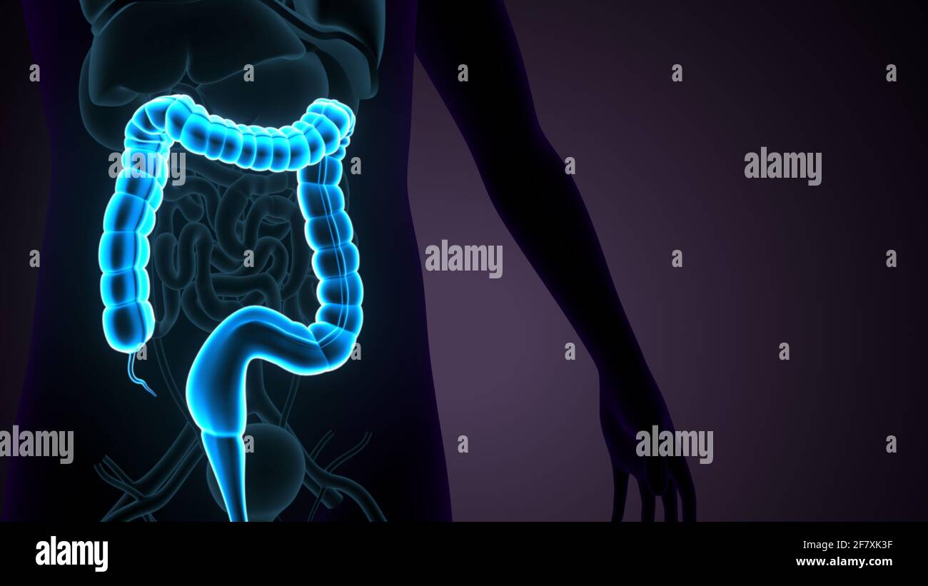 Intestino crasso Illustrazione 3D sistema digestivo umano Anatomia Foto Stock