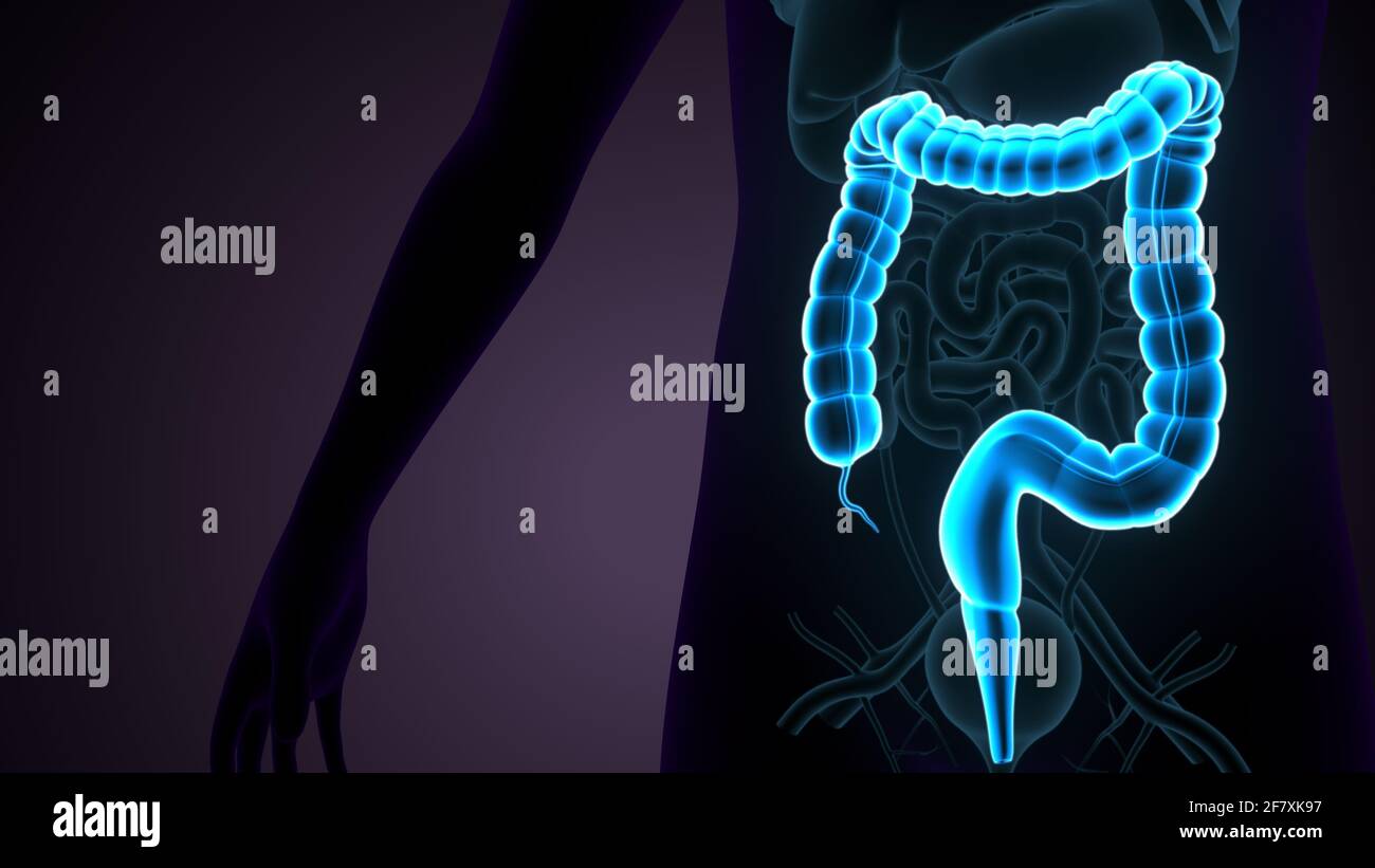Intestino crasso Illustrazione 3D sistema digestivo umano Anatomia Foto Stock