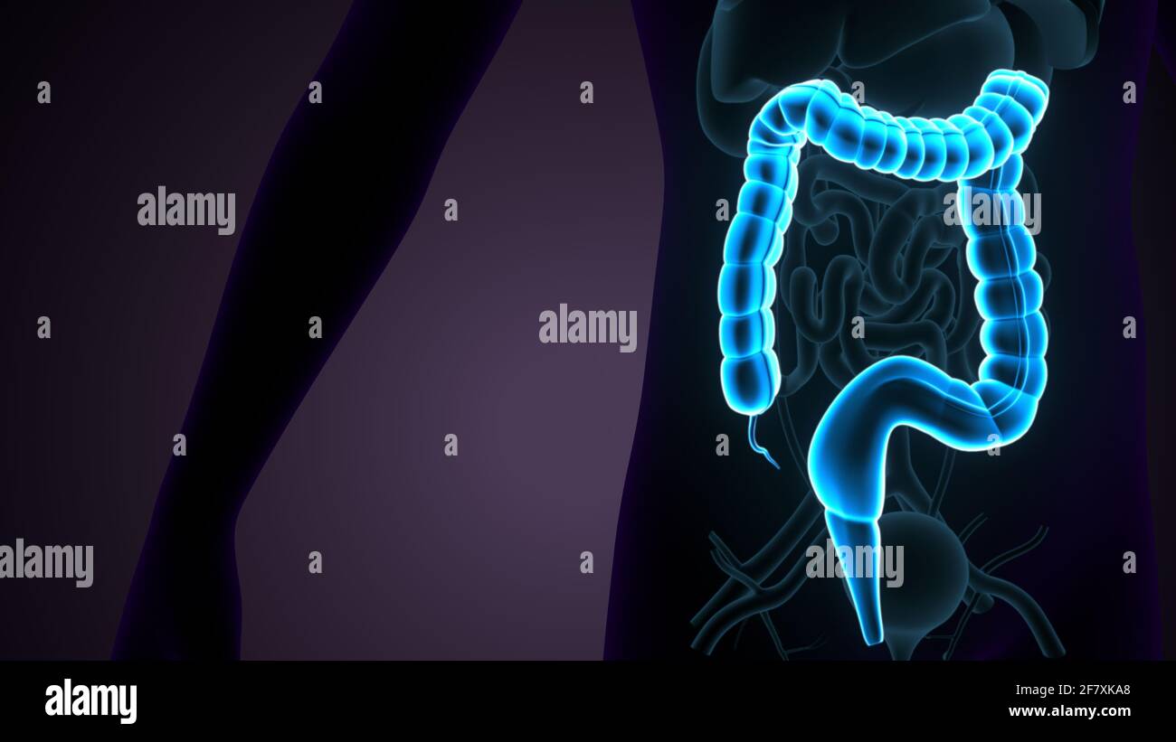 Intestino crasso Illustrazione 3D sistema digestivo umano Anatomia Foto Stock