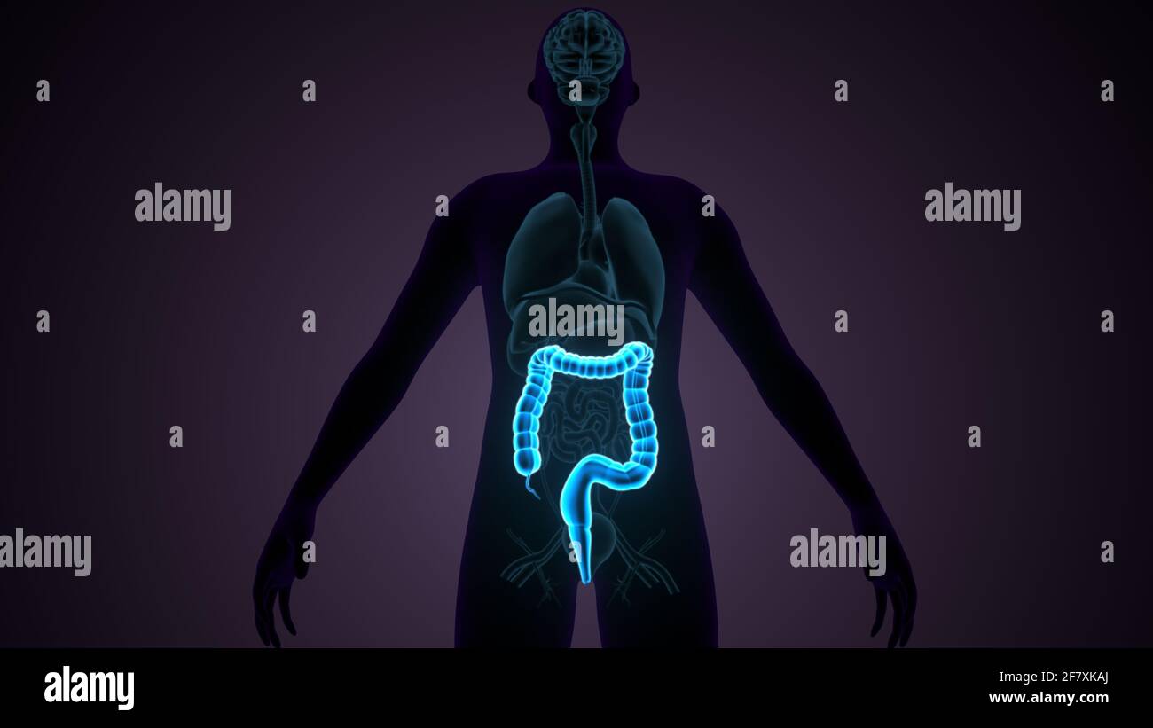 Intestino crasso Illustrazione 3D sistema digestivo umano Anatomia Foto Stock