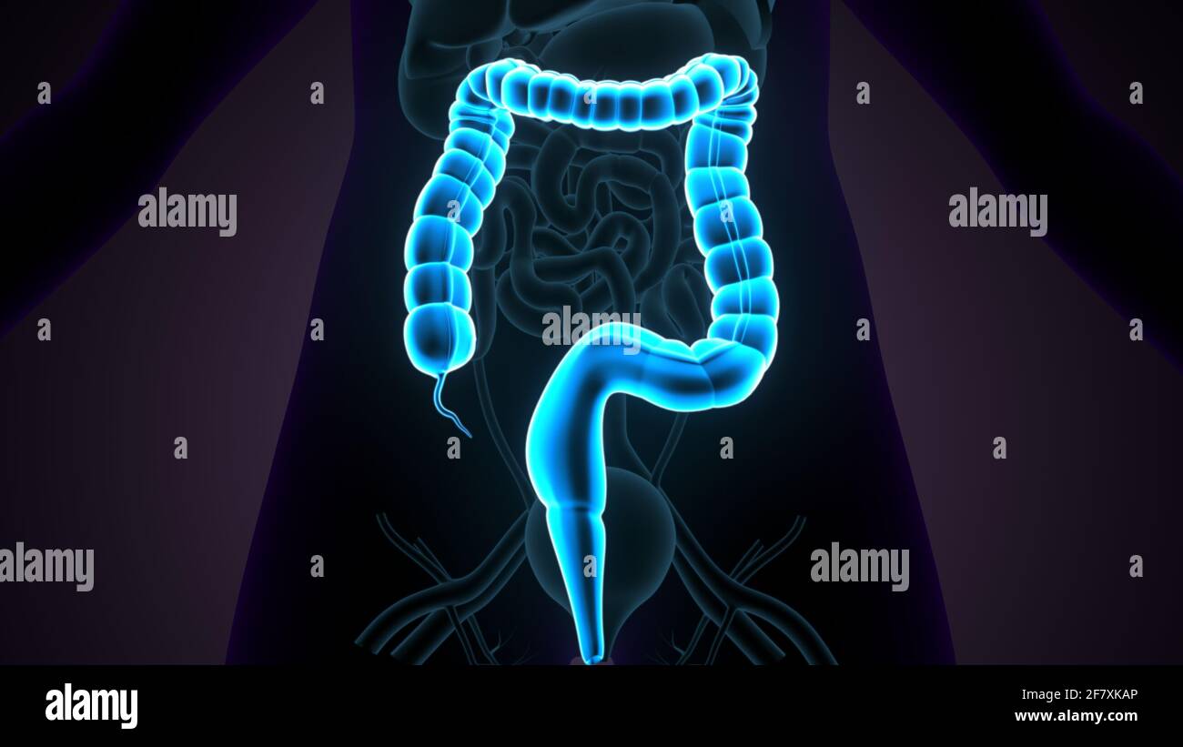 Intestino crasso Illustrazione 3D sistema digestivo umano Anatomia Foto Stock