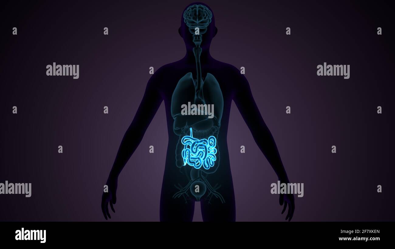 illustrazione 3d dell'anatomia di piccole istanze del corpo umano. Foto Stock