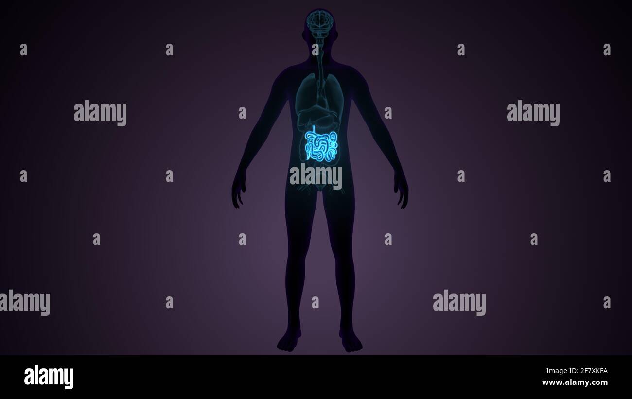 illustrazione 3d dell'anatomia di piccole istanze del corpo umano. Foto Stock