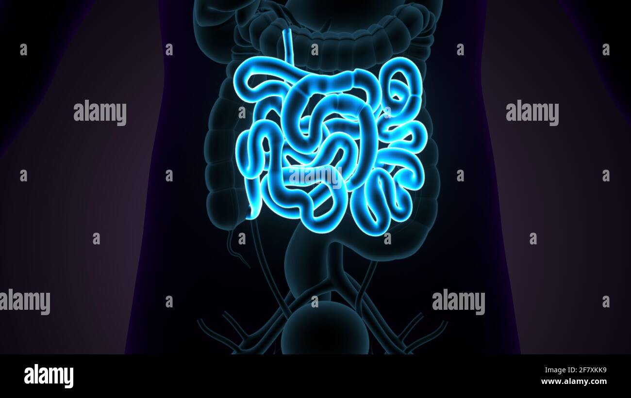 Intestino tenue Illustrazione 3D sistema digestivo umano Anatomia. Foto Stock
