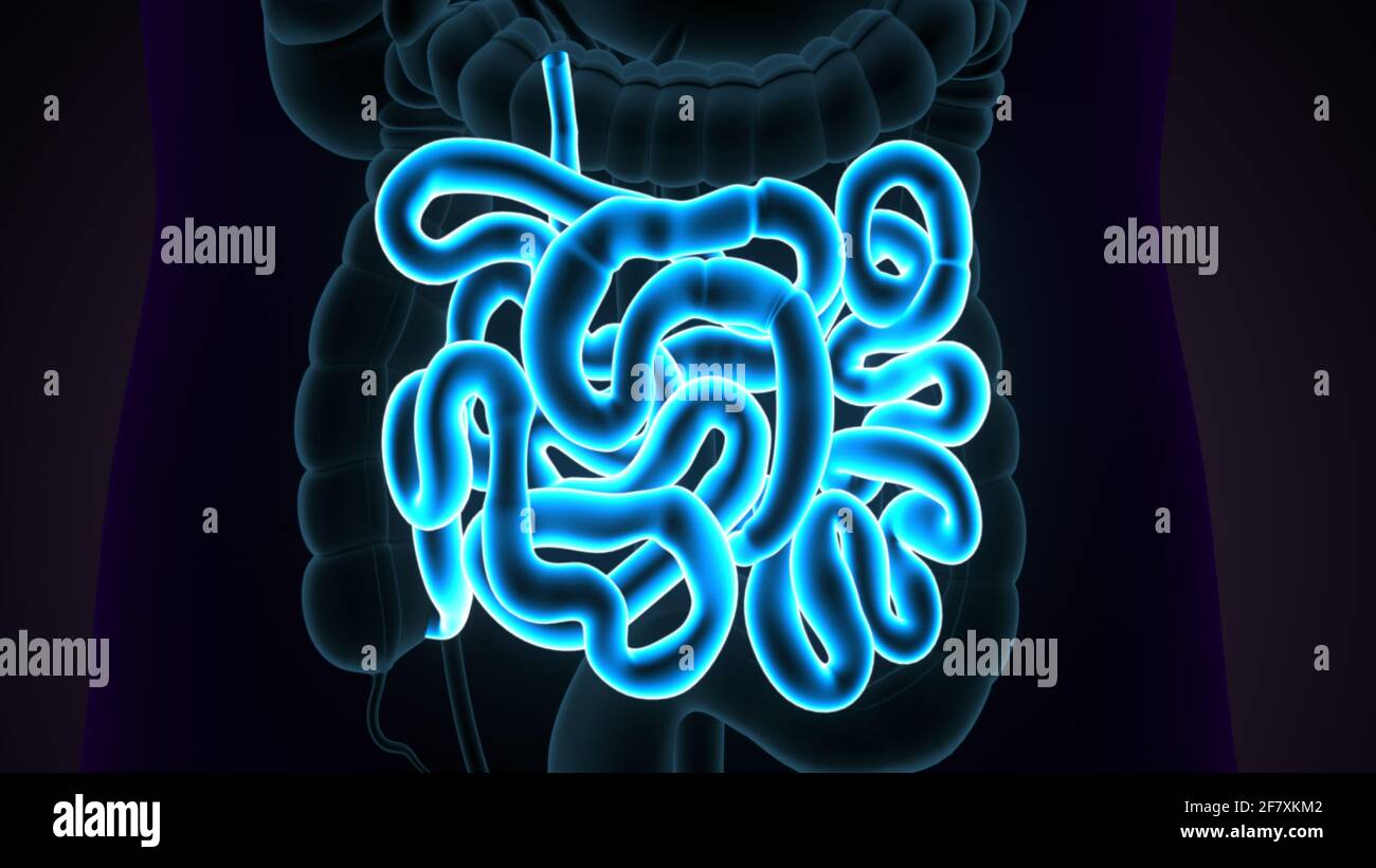 Intestino tenue Illustrazione 3D sistema digestivo umano Anatomia. Foto Stock
