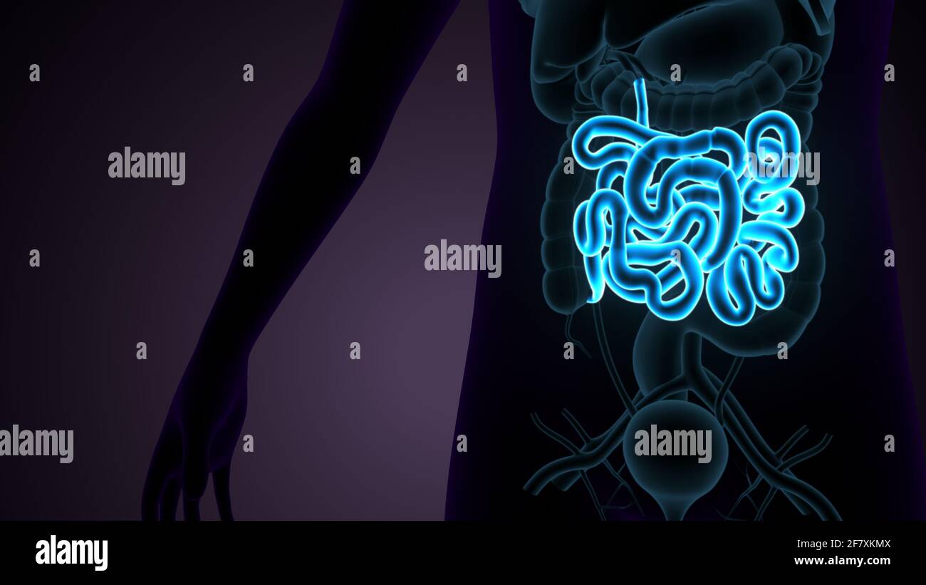 Intestino tenue Illustrazione 3D sistema digestivo umano Anatomia. Foto Stock