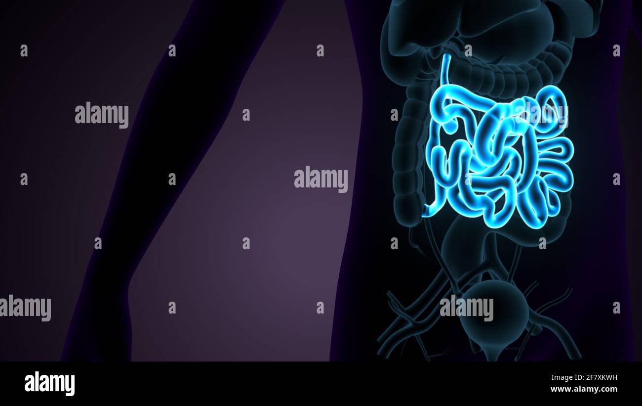 Intestino tenue Illustrazione 3D sistema digestivo umano Anatomia. Foto Stock