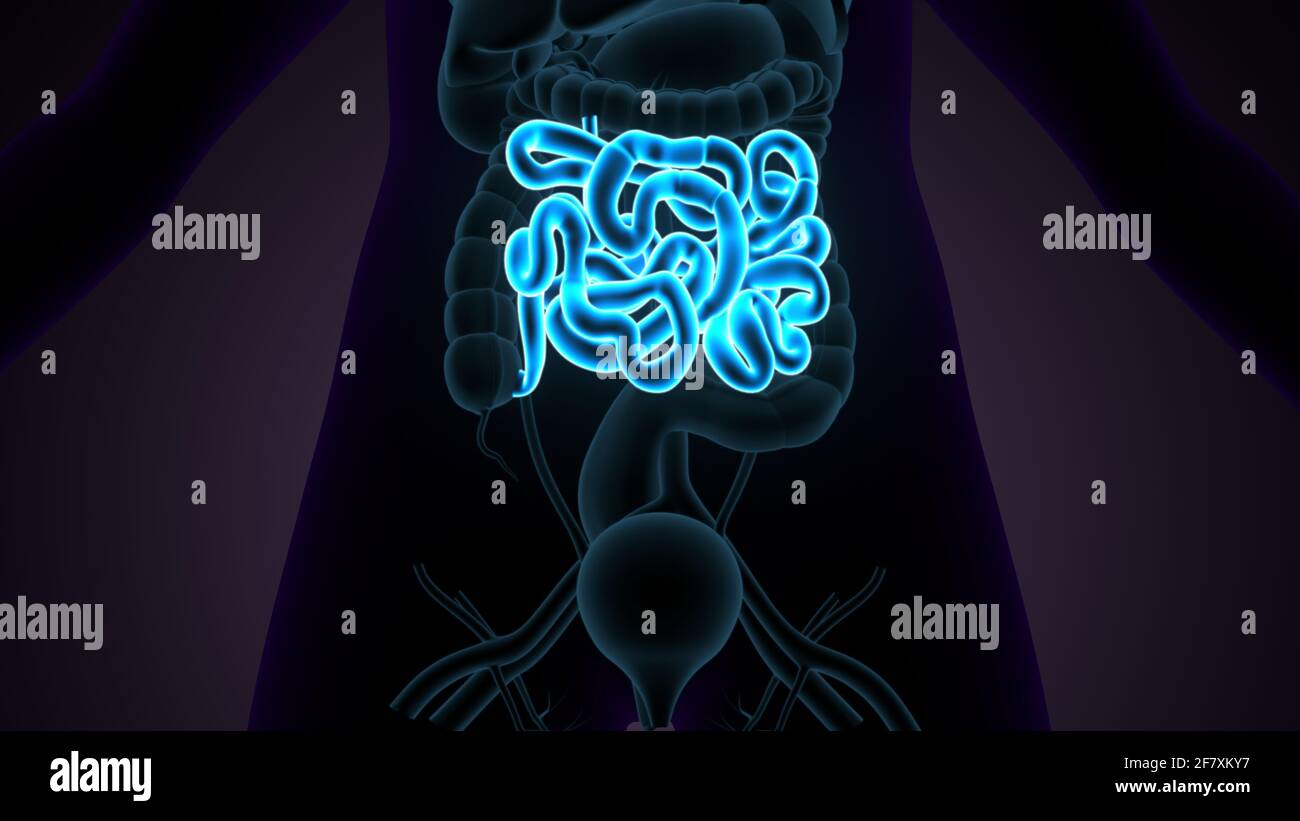 Intestino tenue Illustrazione 3D sistema digestivo umano Anatomia. Foto Stock
