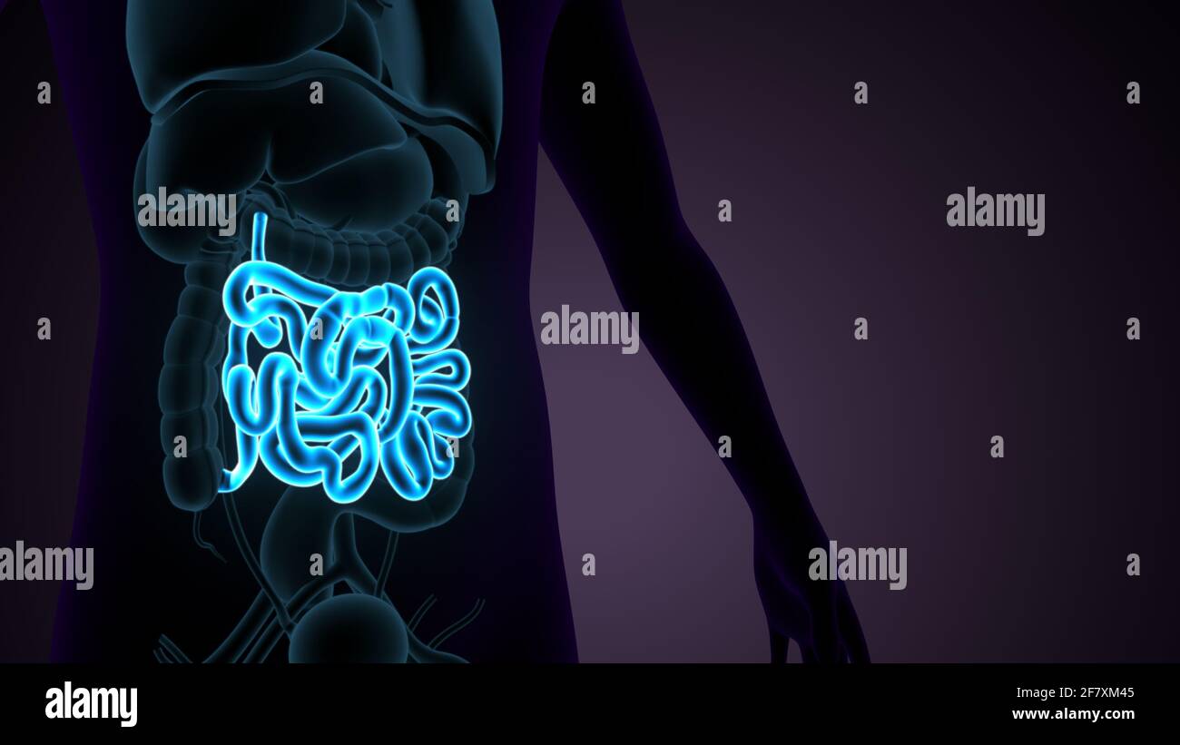 Intestino tenue Illustrazione 3D sistema digestivo umano Anatomia. Foto Stock